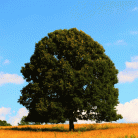 31a93585bb7f78ddc3781ab8803405a5.gif