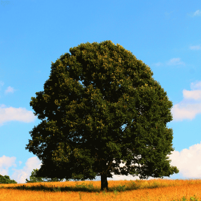 d2e1c7f7b1a3ab479f4b8e10d8479ab9.gif