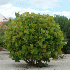 5623f39507d90c5600948c495602f9e1.gif