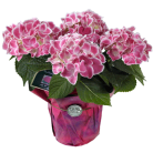 71f2edbcdcfe0768bdc1ed957c420d4a.png