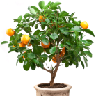b04b18075465fb9ec4f25cc19a2df309.png