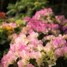 c8fe7530db8faa800423ffecb48d6175.jpg