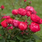 f6b4d2cc2fe40b529c1e0f17b6fcc02a.jpg
